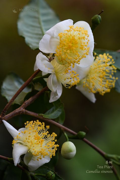 Tea Plant (Camellia sinensis) flowers in autumn in Australia. As the most popular beverage plant in Asia, there are numerous tea plant cultivars across the continent, from China to Sri Lanka, from Turkey to Japan. This one is Japanese. #teaplant #camellia #cha #茶树 #Teaceae Tokyo Tattoo, Autumn In Australia, Tea Growing, Tea Plant, Camellia Sinensis, Tea Art, Beautiful Rose Flowers, Beautiful Roses, Rose Flower