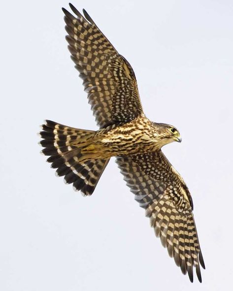 Merlin  has stockier, more sharply pointed wings, broader, shorter tail, and is “chesty” compared with kestrel. Juvenile and adult female are pale below with heavy, dark streaking, heavily “checkered” underwings, and distinct tail bands. Merlin Falcon, Merlin Bird, House Sparrow, British Birds, Life List, Flying Birds, Kestrel, Long Shadow, Kites