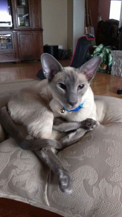 Blue Point Siamese Siamese Cats Blue Point, Blue Point Siamese, Cats Siamese, Tonkinese, Cornish Rex, Siamese Kittens, Blue Point, Gorgeous Cats, Devon Rex