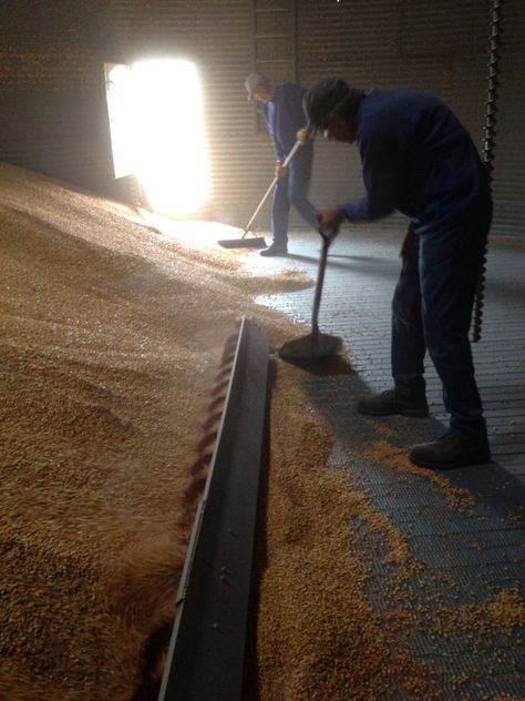 Unloading the grain bin Country Life, Railroad Tracks, Grain, Photography