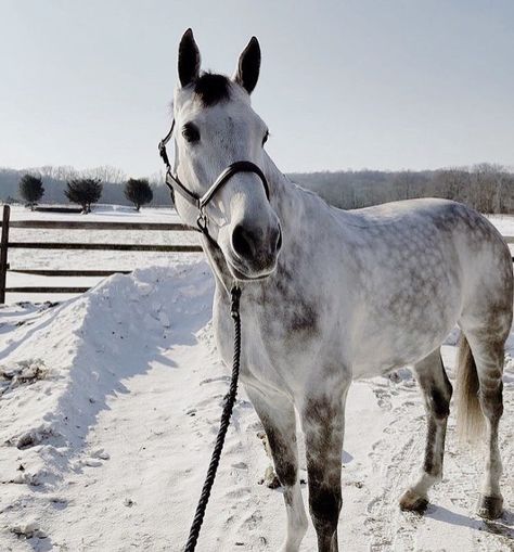 Dapple Grey Paint Horse, Dapple Grey Thoroughbred, Dappled Grey Horse, Dapple Grey Horse, Dapple Grey Horses, Grey Horses, Cute Horse Pictures, Grey Horse, Majestic Horse