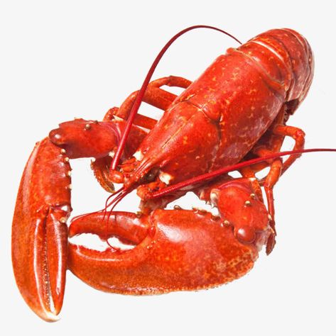 Mini Hamburger, Steamed Lobster, Butter Poached Lobster, Poached Lobster, Live Lobster, Lobster Dinner, Fresh Lobster, How To Cook Lobster, Crab And Lobster