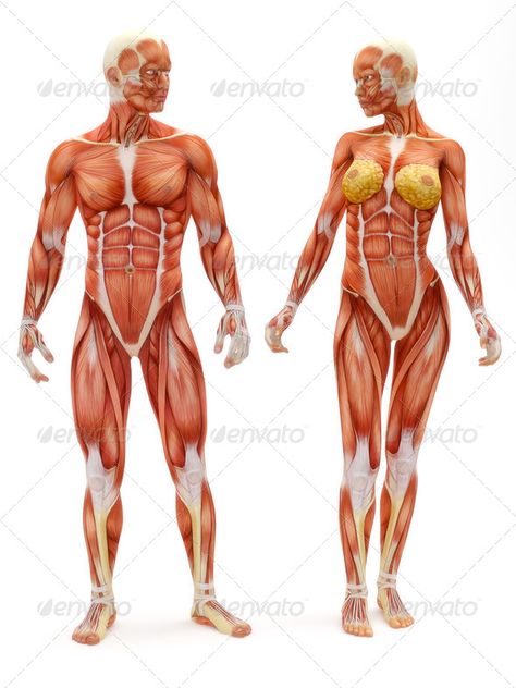 Male and Female musculoskeletal by digitalstormcinema. Male and Female muscular skeletal system isolated on a white background .Part of a muscle medical series. Human Anatomy Chart, Dolphin Pose, Human Anatomy Reference, Male Figure Drawing, Mountain Pose, Musculoskeletal System, Human Body Anatomy, Muscular System, Muscle Anatomy