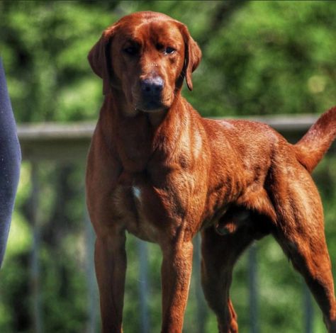 Red Fox Labrador, Rottweiler Pictures, Dog Fitness, Dog Reference, Red Dogs, Fox Red Lab, English Labrador, Fox Red Labrador, Red Labrador