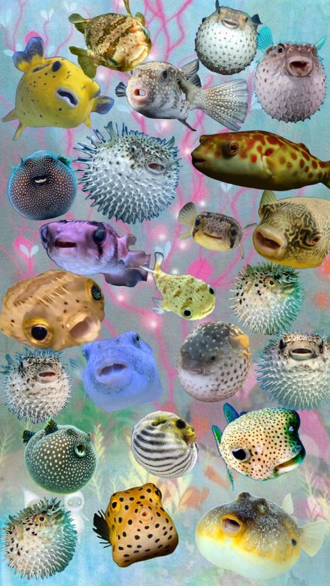 #pufferfish #puffed #sea #cute #fish #wallpaperinspo Silly Pufferfish, Pufferfish Cute, Puffer Fish Art, Cute Puffer Fish, Fish Nails, Art Alevel, Puffer Fish, Cute Fish, Make Up Inspo