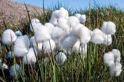 Tundra Cotton of the Arctic Tundra Animals, Tundra Photography, Snow Tundra Aesthetic, Tundra Plants, Arctic Tundra Aesthetic, Weird Plants, Reference Images, The Good Place, Flowers