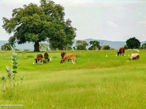 Cattle Cattle Grazing, Ancient History, Monument, Original Artwork, History, Animals, Art, Nature