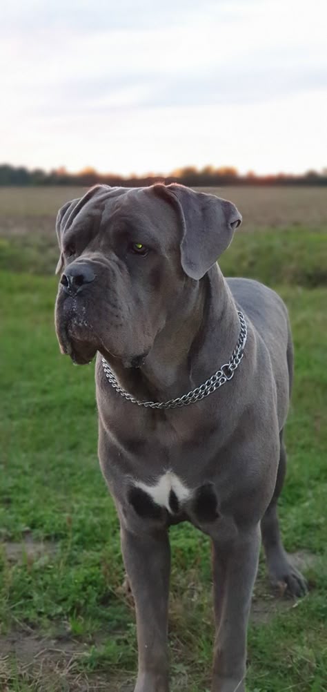 Cain Corso Puppy, Cain Corso Mastiff, Blue Cane Corso Puppy, Can Corso Dogs, Cane Corso Grey, Gray Cane Corso, Italian Mastiff Cane Corso, Blue Cane Corso, Cane Corsos