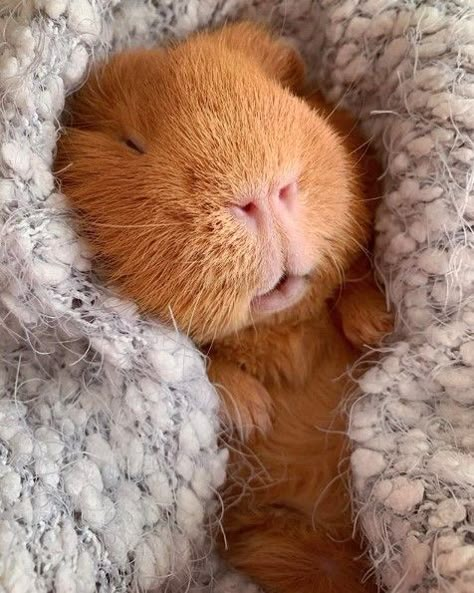 14 Guinea Pigs For Anyone Who's Having A Bad Day | PetPress Pig Pics, Guinea Pigs Funny, Baby Guinea Pigs, Pet Guinea Pigs, Guinea Pig Care, Cute Guinea Pigs, Guinea Pig Cage, Cute Piggies, Pet Pigs