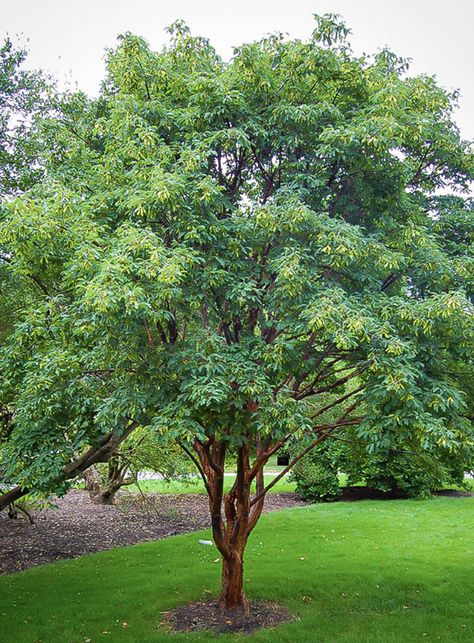 Paperbark Maple is a good small tree for off decks and patios, somewhere close enough to admire its exfoliating bark all year. Good autumn color. Try a maple tree in your yard using iScape! Tree Driveway, Paperbark Maple, Maple Tree Landscape, Trees For Garden, Trees For Landscaping, Red Maple Tree, Garden Board, Street Trees, Japanese Maples