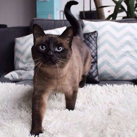 Tonkinese Cat, Burmese Cat, Dream's Cat, Cute Cats And Kittens, Siamese Cats, Cats Meow, Maine Coon, Pretty Cats, Beautiful Cats