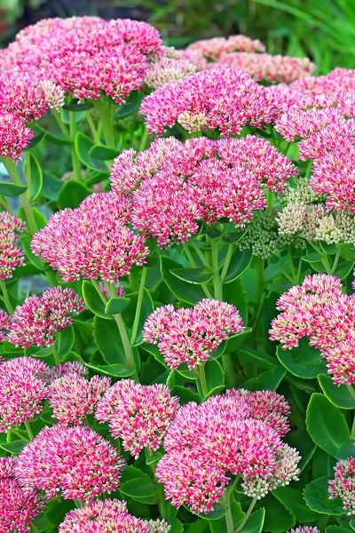 Autumn Joy Sedum Companion Plants, Yard Hacks, Fall Perennials, Annabelle Hydrangea, Basket Flower Arrangements, Sedum Plant, Deer Resistant Perennials, Colorful Patio, Deer Resistant Plants