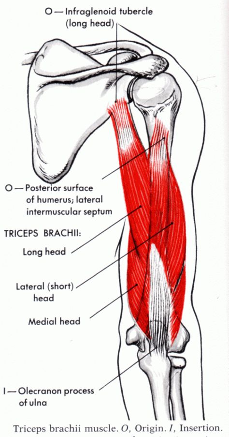 Triceps brachii Muscle - Yoganatomy Triceps Brachii Muscle, Best Tricep Exercises, Figure Competition Diet, Muscles Anatomy, Muscle System, Anatomy Images, Bolesti Chrbta, Human Body Anatomy, Muscle Anatomy