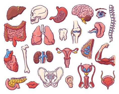 Human Anatomy Stickers, Good Notes Stickers, Anatomy Stickers, Medicine Aesthetic, Anatomy Notes, Medical Stickers, Notes Stickers, Ipad Notes, Medical School Life