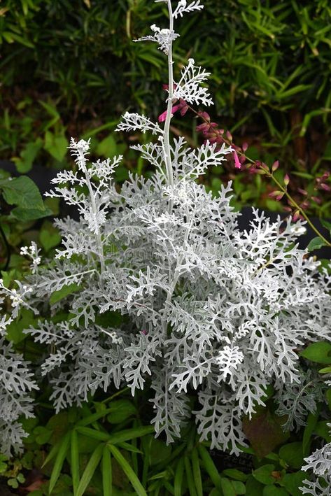 Dusty miller ( Senecio cineraria ) flowers. Asteraceae perennial plants. The white cilia on the leaves and stems shine silvery white. Flowering seas Plants Photo, White Plants, Dusty Miller, Grey Background, Perennial Plants, Flower Images, Rustic Style, Perennials, The White