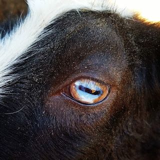 We are a small farm located in the beautiful, historic small town of Waynesboro, Ga. We raise Nigerian Dwarves, KuneKune pigs and Ameraucana chickens. We also make handcrafted soaps. Goat Eyes Aesthetic, Different Animal Eyes, Goat Eyes, Kunekune Pigs, Animals Eyes, Eyes Animal, Regard Animal, 3d Cinema, Eye Close Up