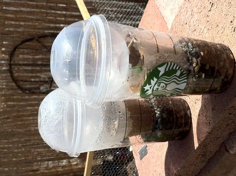 Starbucks cups and dome lids used to make greenhouses for seedlings. You will need: 1 "venti" size cold beverage cup from Starbucks Coffee as well as 2 dome lids. The 2nd dome lid is cut to fit inside for directing water condensation back onto the plant. Fill with 2-3" of pea gravel and then water up to 1/4" below the top of the gravel. Cover the top lid with tape and poke a straw-sized hole in it. Poke about 20 holes around the bottom black line of the cup for additional ventilation. Water Condensation, Plant Projects, Pea Gravel, Christmas Markets, Starbucks Cup, Black Line, Greenhouses, Starbucks Coffee, Starbucks Cups