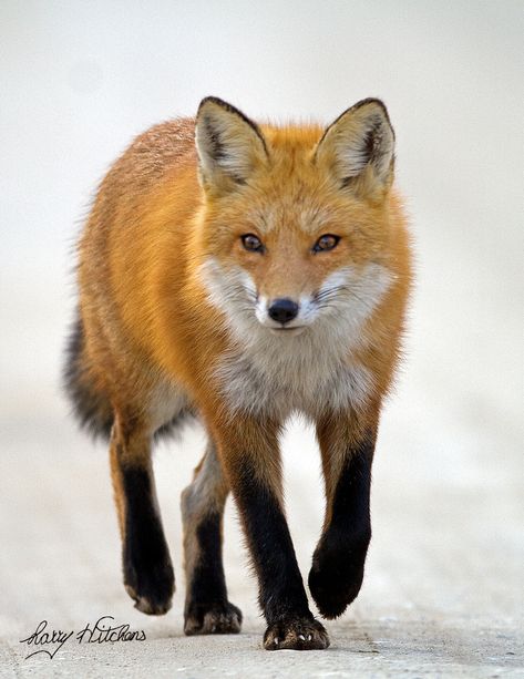 Wildlife Photo of the Day - June 21, 2015: A red fox walks along the road in Delaware, United States. Fox Walking, Fuchs Baby, Vulpes Vulpes, Fox Images, Fox Pictures, Fox Painting, Pet Fox, Hur Man Målar, Wildlife Photos