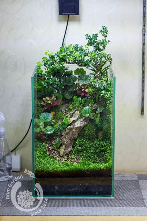 Aquarium Architecture, Bottle Terrarium, Creeping Fig, Micro Garden, Open Terrariums, Fish Tank Terrarium, Aquascape Design, Beautiful Terrariums, Aquarium Landscape