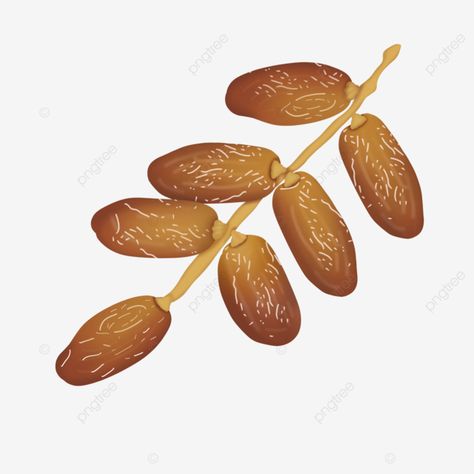 Dates Illustration, Dates Tree, Fruit Sketch, Ramadan Png, Fruit Clipart, Fruits Photos, Fruit Vector, Nature Art Drawings, Fruit Illustration