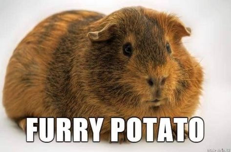 Renaming Animals, Alternate Animal Names, Funny Animal Names, Funny Yearbook, Pets Movie, Animal Names, Guinea Pig Toys, Reptile Cage, Funny Names