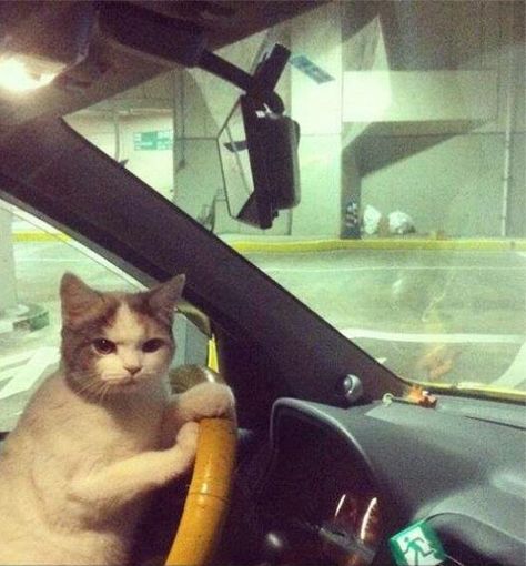 "We don't need to ask for directions, Helen." #cat #humor #cats #funny #lolcats #meme #cute #quotes =^..^=  www.zazzle.com/kittypretttgifts Humor Animal, Funny Cat Memes, Grumpy Cat, Crazy Cat Lady, Animal Memes, Bones Funny, Crazy Cats, Funny Cute, Cat Memes