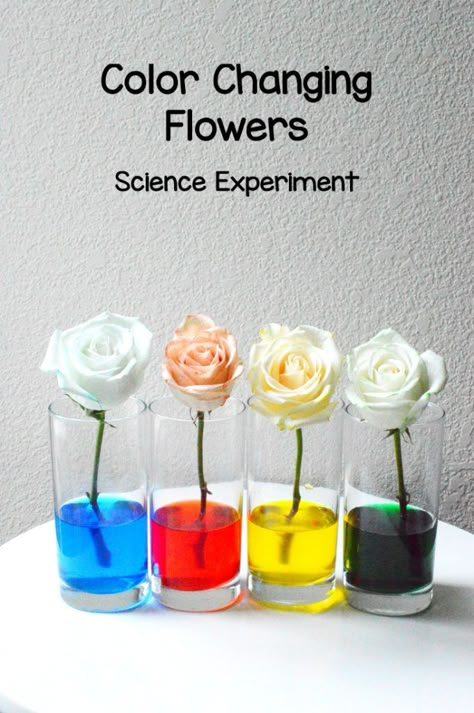 Flower Color Change | Water Science Experiment Color Changing Flowers, Flower Science, Vetenskapliga Experiment, Science Fair Experiments, Water Science Experiments, Fun Experiments For Kids, Science Fair Ideas, Ms Project, Science Fair Project