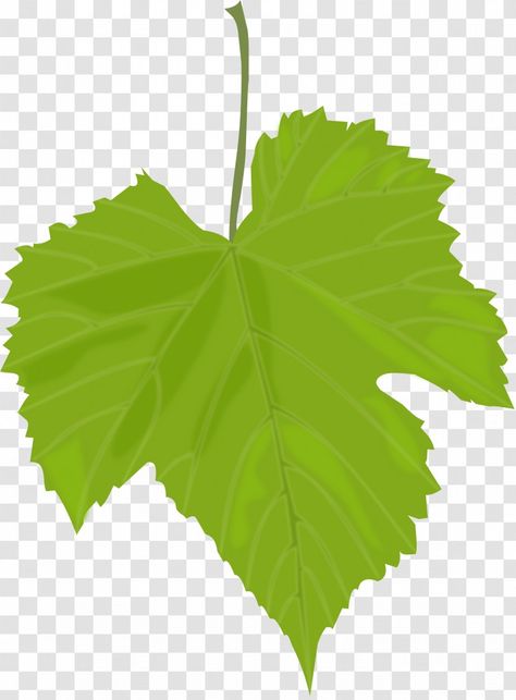 Wine Leaves, Grape Tree, Grape Plant, Vine Leaves, Leaves Vector, Leaf Logo, Leaf Images, Leaf Drawing, Plant Drawing