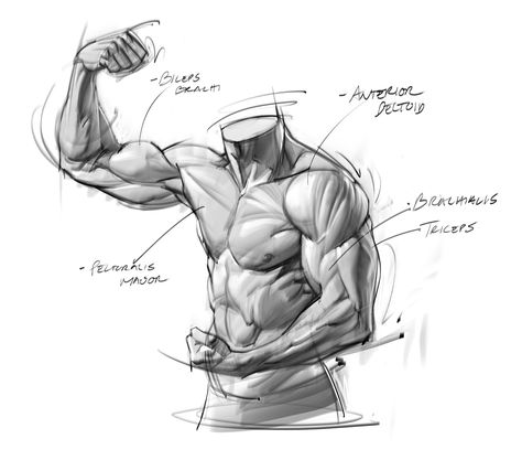 Torso Sketch, Josh Black, Arm Anatomy, Male Body Drawing, Man Anatomy, Anatomy Tutorial, Sketch Journal, Human Anatomy Drawing, Body Sketches