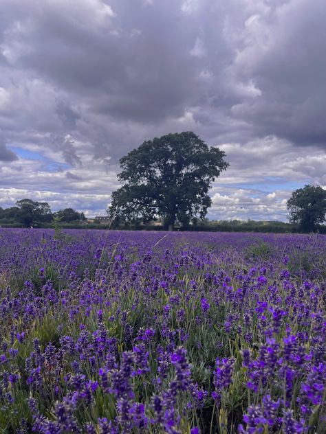 #lavender #lavenderfield #flowers #field #nature #aesthetic #summer #summeraesthetic Lavender Field Aesthetic, Lavender Field, Light Purple Flowers, Animation Sketches, Night Photos, Flower Therapy, Lavender Fields, Fish Bowl, Pretty Photos