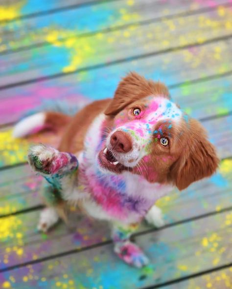 Pampered Dogs, Cute Dog Wallpaper, Cute Dogs Images, Very Cute Puppies, Rainbow Dog, Dog Photoshoot, Cute Reptiles, Cute Dog Photos, Cute Animals Puppies