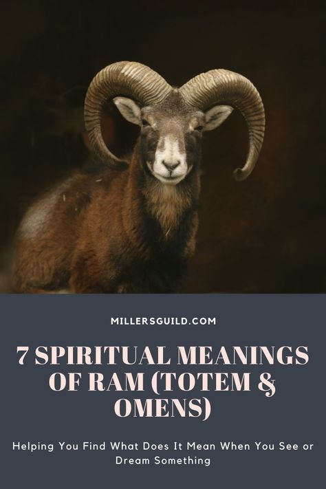 7 Spiritual Meanings of Ram (Totem & Omens) 1 Ram Spirit Animal Meaning, Animals Symbolism, Witchy Business, Spirit Animal Meaning, Masculine Traits, Animal Meanings, Big Horn Sheep, Animal Symbolism, The Ram