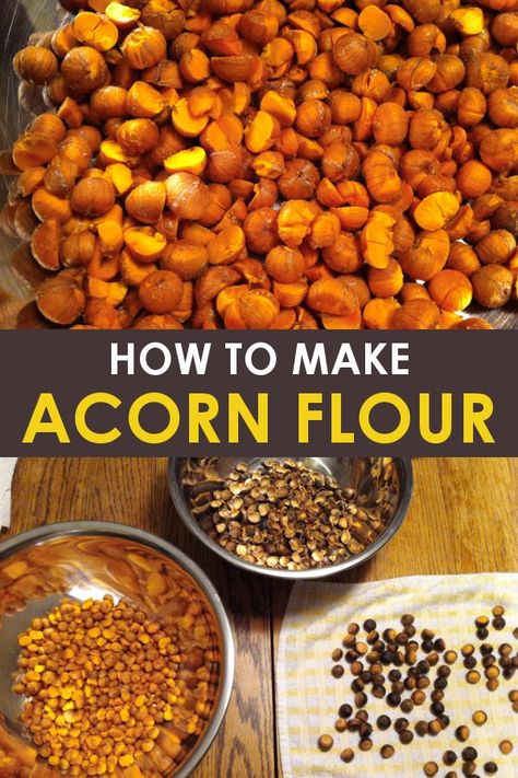 Acorn Recipe, Acorn Flour, Food Foraging, Modern Homestead, Wild Food Foraging, Kitchen Staples, Thanksgiving Activity, Foraging Recipes, Bread Cookies