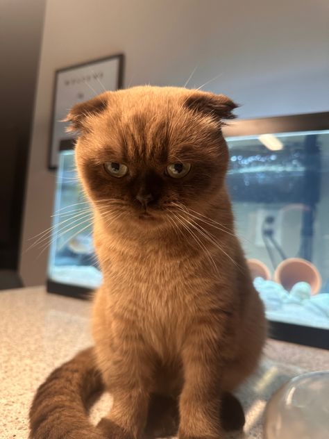 angry cat sitting Scottish Fold Cat Aesthetic, Brown Scottish Fold, Scottish Fold Kitten, Scottish Fold Kittens, Scottish Fold Cat, Fold Cat, Kingdom Animalia, Brown Cat, Scottish Fold