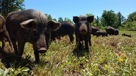 Ossabaw Island Hog - The Livestock Conservancy Pig Hunting Australia, Exuma Bahamas Pigs, Pig Island, Pig Breeds, Large Black Pig, Ossabaw Island Pigs, Raising Pigs, Natural Models, Natural Selection