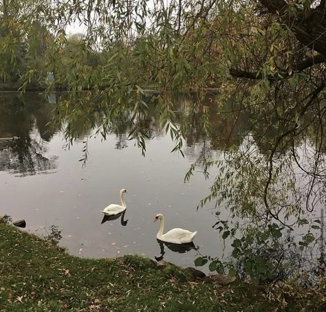 #travel #nature #lake The Smell Of Books, Smell Of Books, All The Bright Places, Fotografi Vintage, Golden Trio, Cottagecore Aesthetic, Foto Ideas Instagram, Bastille, Aesthetic Images