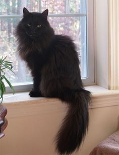 Long Hair Black Cats, Black Fluffy Cat Aesthetic, Black Cat Long Fur, Fluffy Black Cat Aesthetic, Black Cat Long Hair, Mainecoon Cat Black, Black Long Haired Cat, Mainecoon Cat Aesthetic, Cat With Long Hair