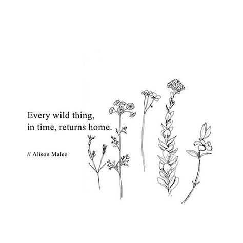 Wander Quote, Wanderer Quotes, Osho Quotes Love, Link Twilight Princess, Perfect Chaos, Quotes For Tattoos, Wild Quotes, Modern Florals, Nicolas Peltz