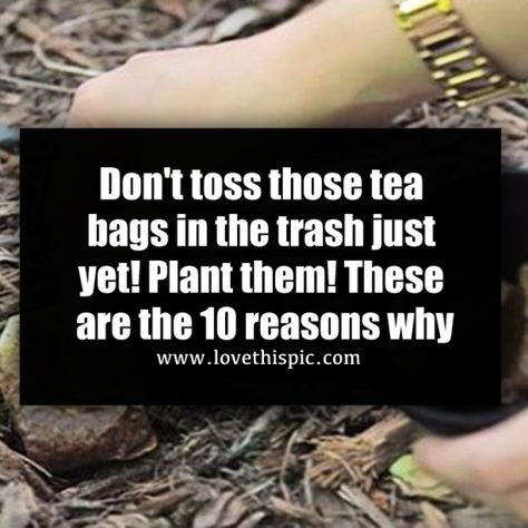 It turns out there are actually quite a few things you can do with used tea bags, especially in the garden. Used Tea Bags, Composting, Garden Tips, Tea Bags, 10 Reasons, Coffee Grounds, Tea Bag, In The Garden, How To Dry Basil