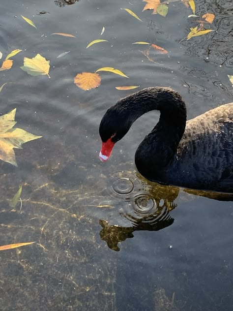 Black Swan Animal Aesthetic, Deborah Core, Black Swan Animal, Swan Sunset, Dessert Styling, Different Types Of Aesthetics, Swan Animal, Fav Animal, Animal Aesthetic