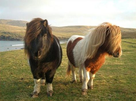 Shetland Ponies, Miniature Ponies, Tiny Horses, Miniature Horses, Horse Show Clothes, Barrel Racing Horses, Shetland Pony, Pony Horse, Mini Horse