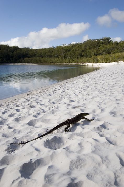 Lizard on beach. By lake mckenzie on fraser island australia , #spon, #lake, #beach, #Lizard, #mckenzie, #australia #ad Fraser Island Australia, Blue Trees, Fraser Island, Lake Beach, On Beach, Anime Artwork, Gold Coast, Queensland, Stock Photography