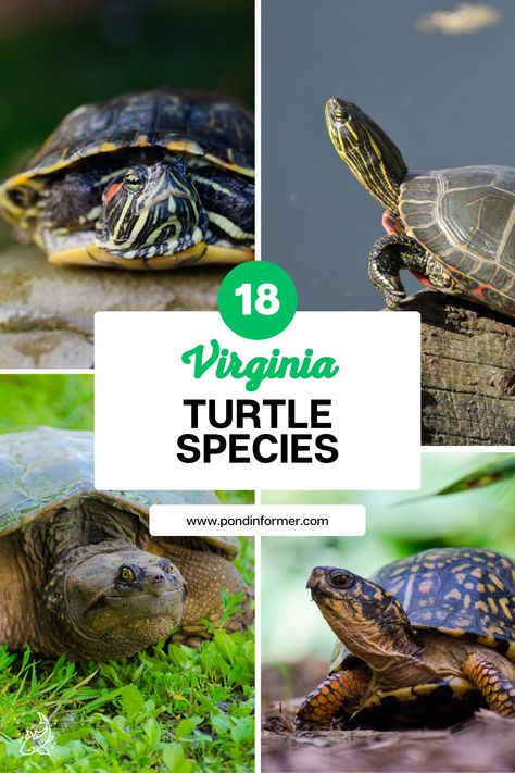 It is no surprise that there are many turtle species native to Virginia. This temperate state is home to a variety of habitats and ecosystems that make different types of turtles feel right at home! Learn more the types of turtle you can find in Virginia on pondinformer.com #turtles #reptiles #virginia #usa Different Types Of Turtles, Eastern Painted Turtle, Water Turtles, Common Snapping Turtle, Musk Turtle, Turtle Species, Spotted Turtle, Types Of Turtles, Wildlife Facts