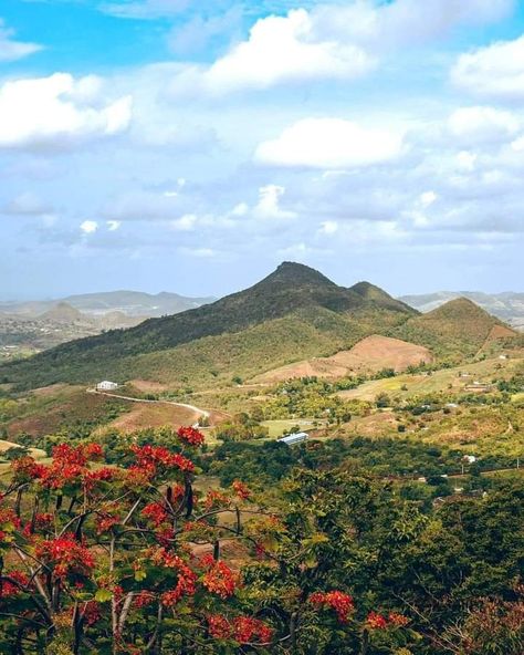 Naranjito, Puerto Rico Canvas Painting Landscape, Puerto Rico, Landscape Paintings, Canvas Painting, Natural Landmarks, Travel, Cartagena, Nature