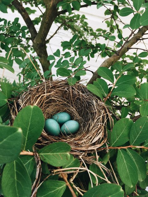 #robin #eggs #nest #tree #leaves #photography Tree Leaves Photography, Bird Nest Aesthetic, Bird Nest Photography, Bird In A Nest Breakfast, Robin Nest, Robins Eggs In Nest, Bird Nest With Eggs, Robin Eggs, Robin Photos