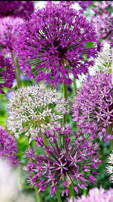 Allium Aesthetic, Allium Flowers, Manor Garden, Flowers Wild, Boxwood Topiary, Blue And Purple Flowers, Wildflower Garden, Love Garden, Irises