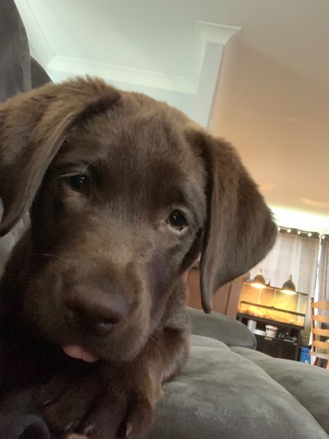 Brown Lab Aesthetic, Chocolate Lab Puppy, Big Dogs Breeds, Biggest Dog In The World, Biggest Dog, Chocolate Lab Puppies, Cute Fluffy Dogs, Brown Puppy, Chocolate Labs