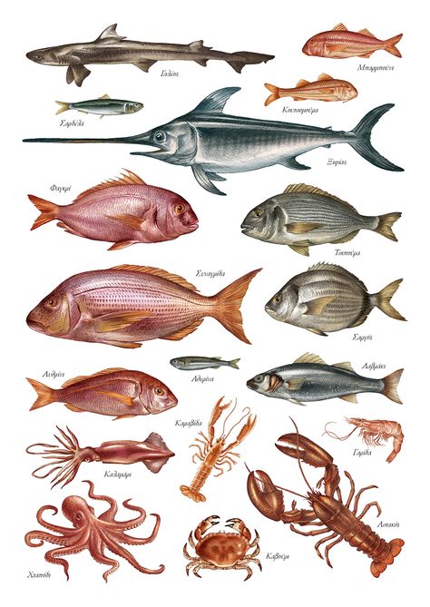 Aegean Fish Fish Anatomy, Greek Fish, Olive Art, Fish Chart, Fish Illustrations, Fauna Marina, Sea Illustration, Fish Illustration, Ocean Fishing