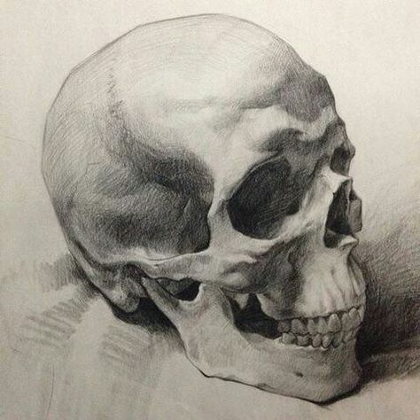 Skull Reference, Art Du Croquis, Skull Sketch, Skeleton Drawings, Skulls Drawing, Charcoal Art, Skull Drawing, Human Skull, Anatomy Drawing