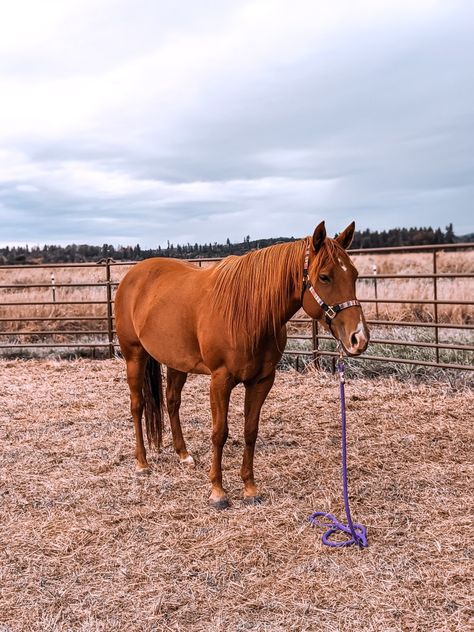 Sorrel Quarter Horse, Sorrel Horse, Chestnut Horses, Western Horses, Dream Horse Barns, Cute Horse Pictures, Barrel Racing Horses, Horse Riding Clothes, Rodeo Horses